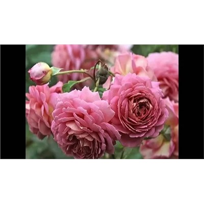 Роза английская кустовая "Джубили Селебрейшн"лососево-розовый  (ЗКС) ЖИЛЯК