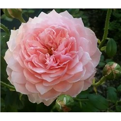 Алнвик Роуз (The Alnwick Rose)