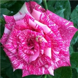 Роза Чайно-гибридная "Пинк Интуишн" розовые лепестки с бордово-малиновыми полосками (ЗКС) ЖИЛЯК