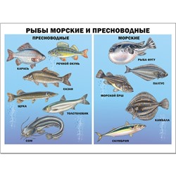 Плакат А2. Рыбы морские и пресноводные, изд. Prof-Press