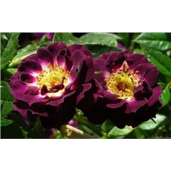 Роза миниатюрная "Даймонд Айс" чёрно-пурпурного цвета с белым глазком (ЗКС) ЖИЛЯК
