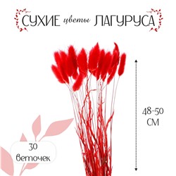 Сухие цветы лагуруса, набор 30 шт., цвет красный No brand
