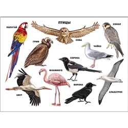 Плакат А2. Птицы, изд. Prof-Press