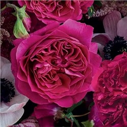 Роза английская кустовая "Кейт" пурпурно-малиновый (ЗКС) ЖИЛЯК