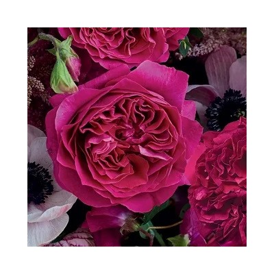 Роза английская кустовая "Кейт" пурпурно-малиновый (ЗКС) ЖИЛЯК