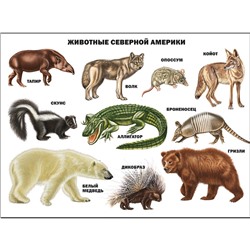 Плакат А2. Животные Северной Америки, изд. Prof-Press